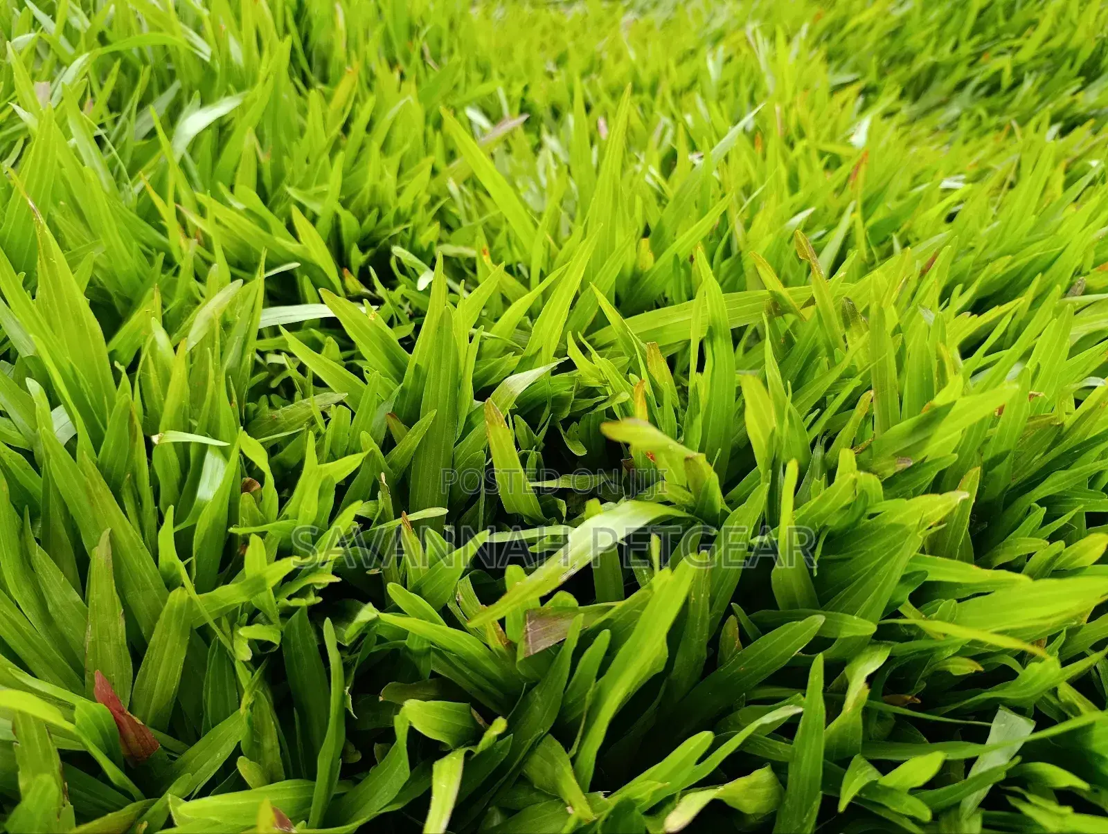 Carpet Grass, Pemba Grass (Axonopus Compressus) - 50kg Bag