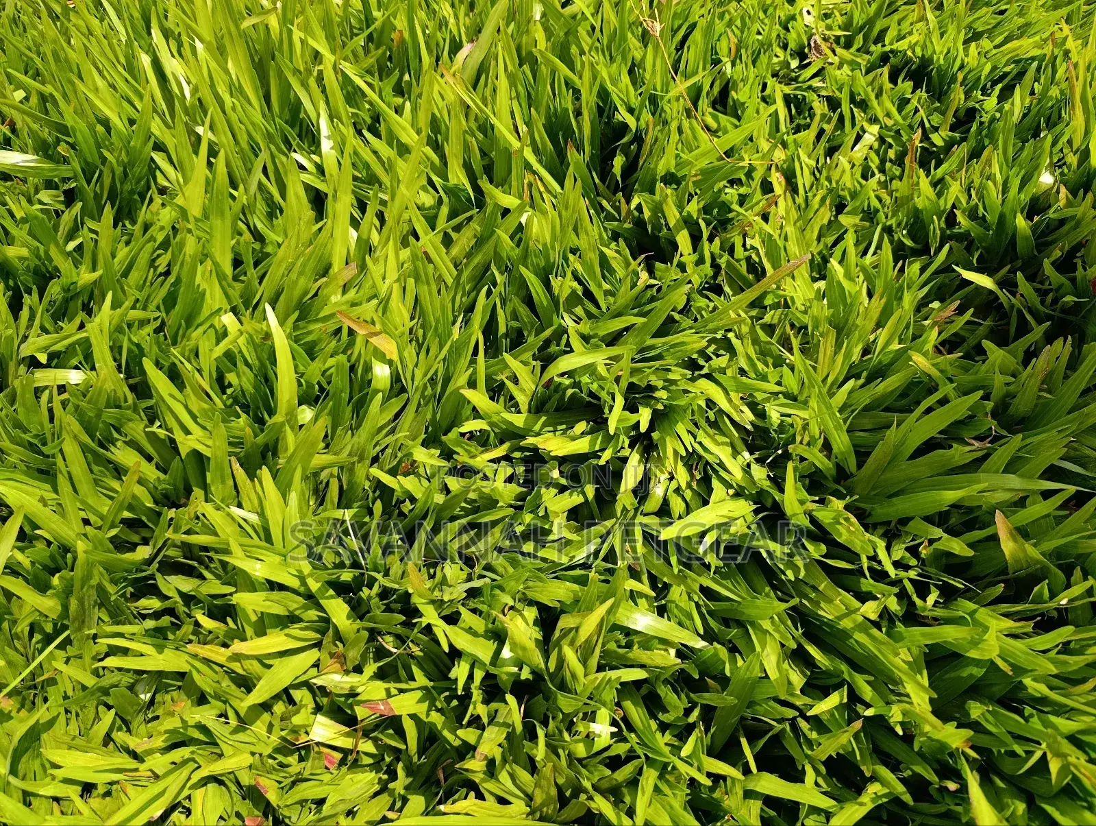 Carpet Grass, Pemba Grass (Axonopus Compressus) - 50kg Bag