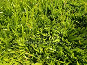 Carpet Grass, Pemba Grass (Axonopus Compressus) - 50kg Bag