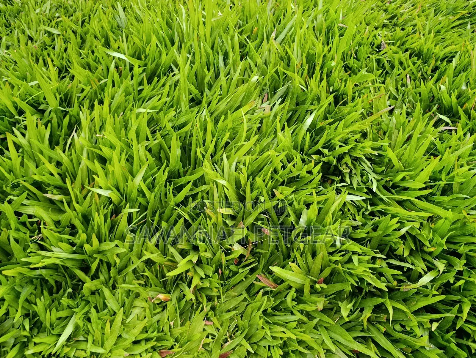 Carpet Grass, Pemba Grass (Axonopus Compressus) - 50kg Bag