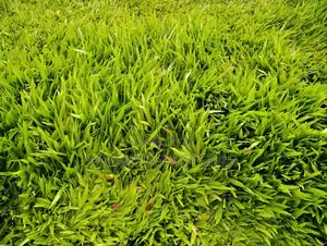 Carpet Grass, Pemba Grass (Axonopus Compressus) - 50kg Bag