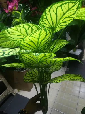 Beautiful Lush Green Plant