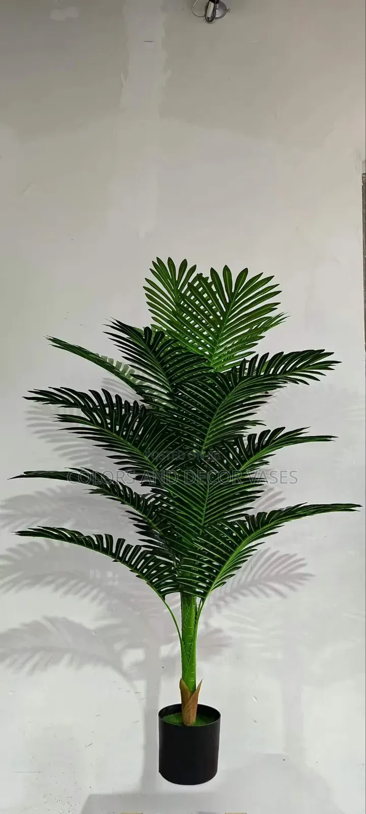 Palm 1.4m in White or Black Vase