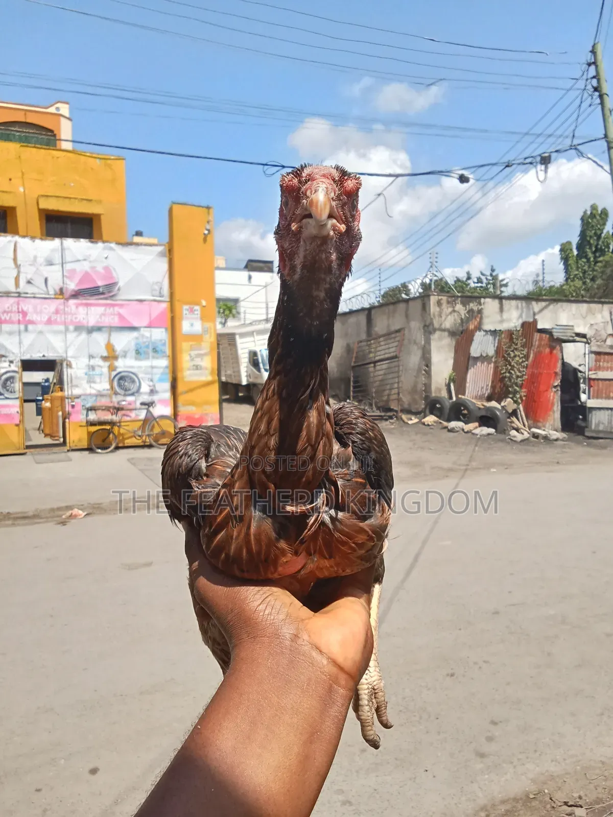 Matured Kuchi Hens