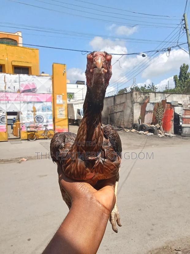 Matured Kuchi Hens - thumbnail 3