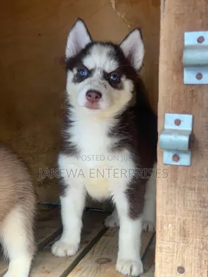 1-3 months Female Purebred Siberian Husky