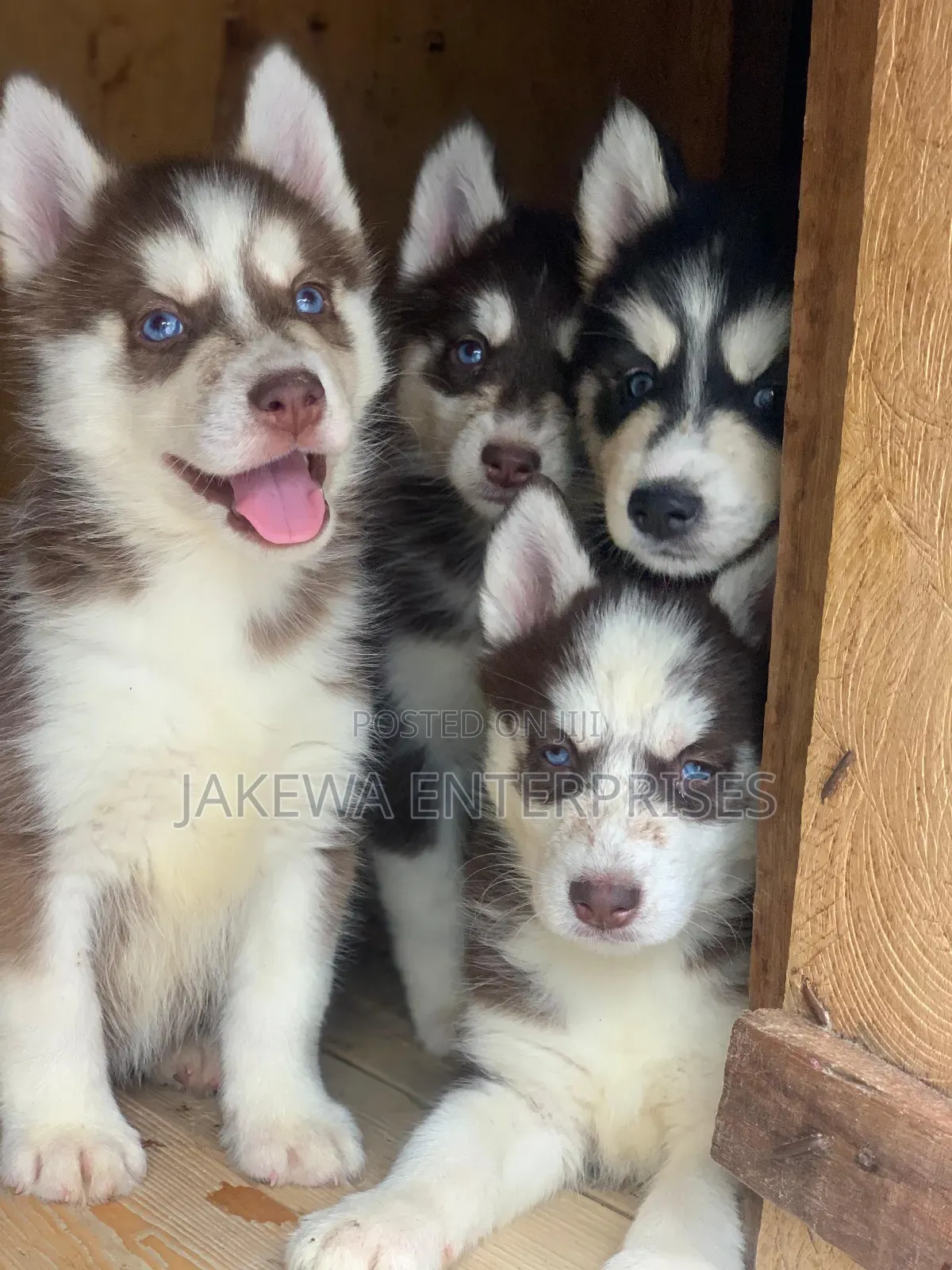 1-3 months Male Purebred Siberian Husky