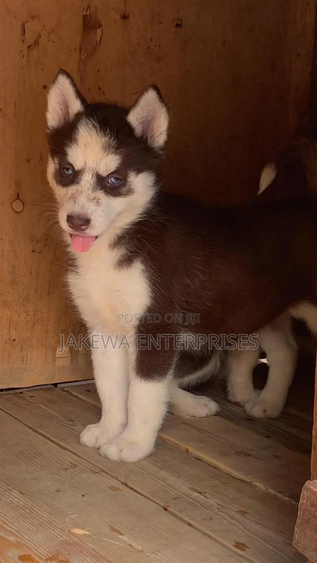1-3 months Female Purebred Siberian Husky