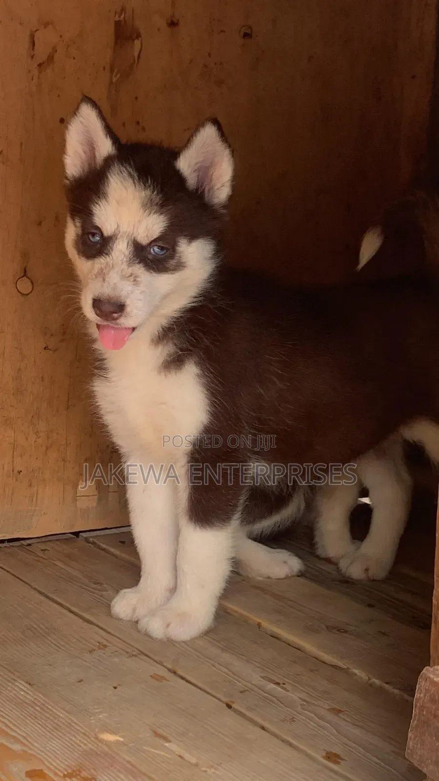 1-3 months Female Purebred Siberian Husky