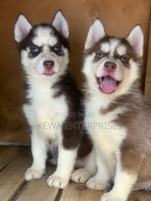 1-3 months Female Purebred Siberian Husky