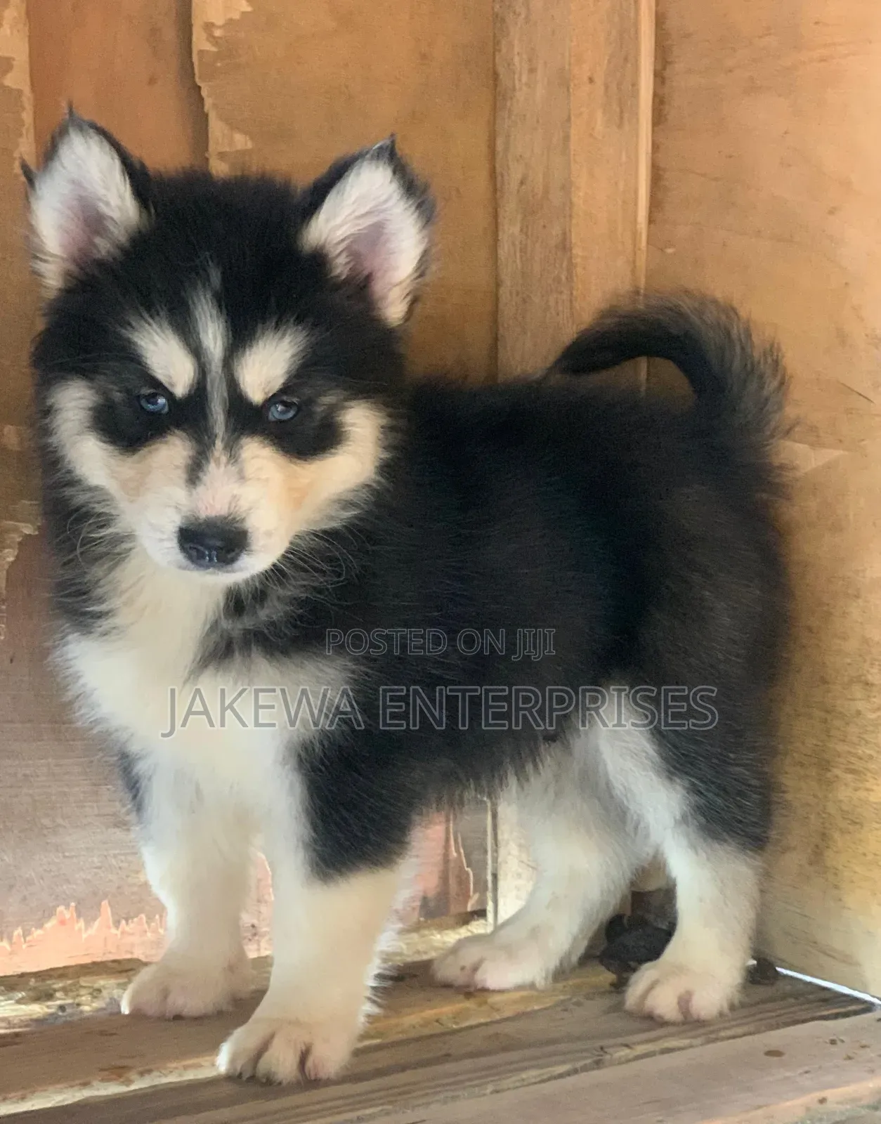 1-3 months Female Purebred Siberian Husky