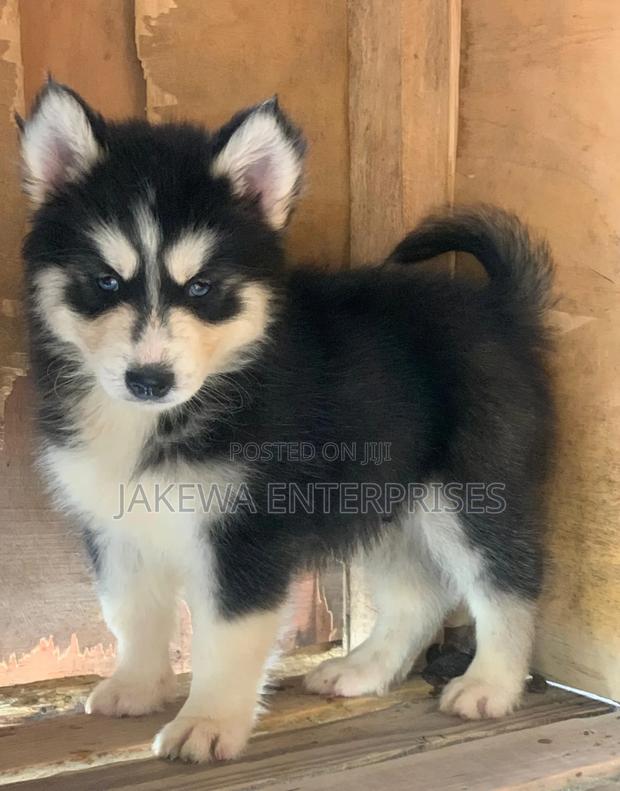1-3 months Female Purebred Siberian Husky