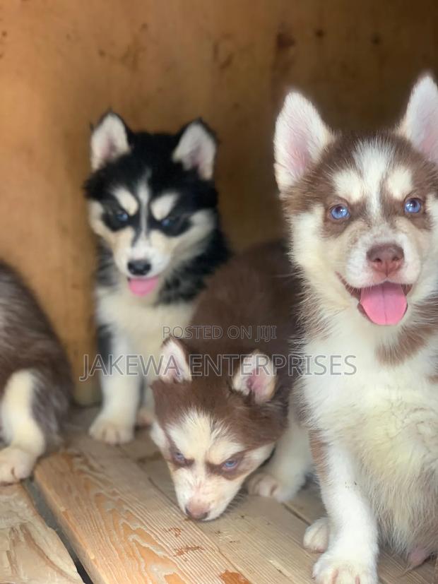 1-3 months Female Purebred Siberian Husky