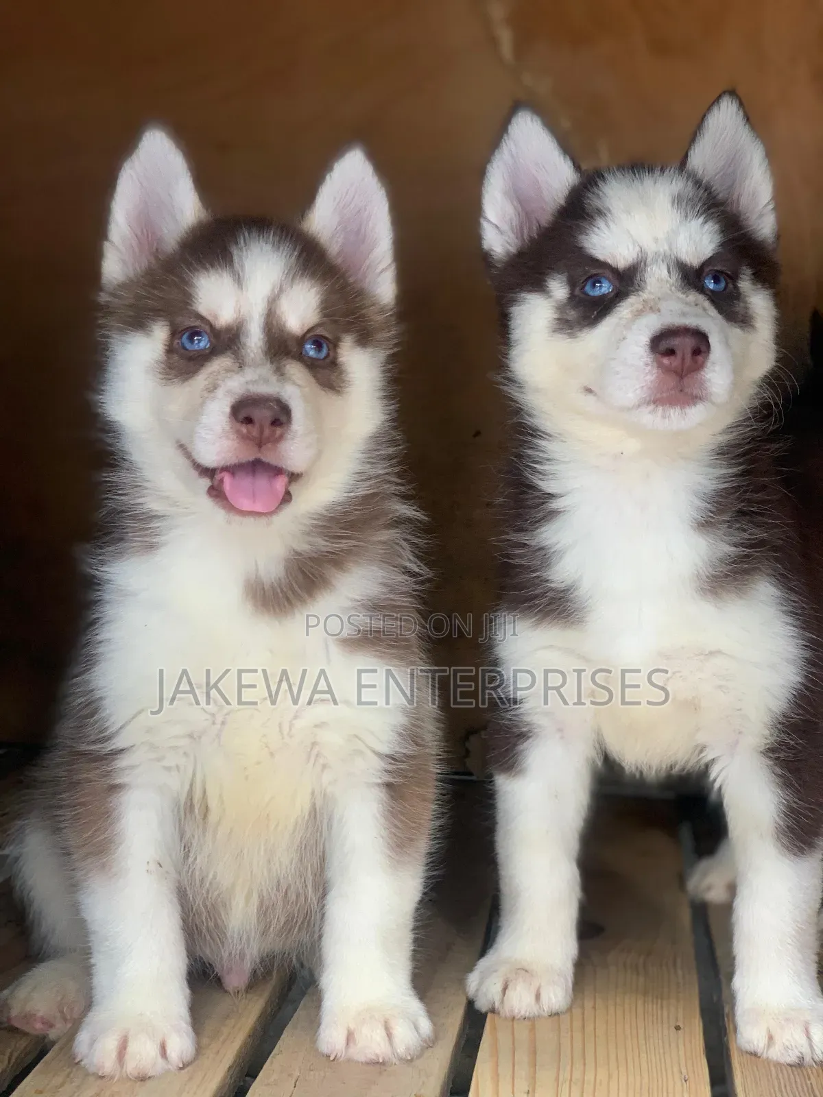 1-3 months Male Purebred Siberian Husky