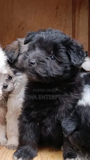 1-3 months Male Purebred Havanese