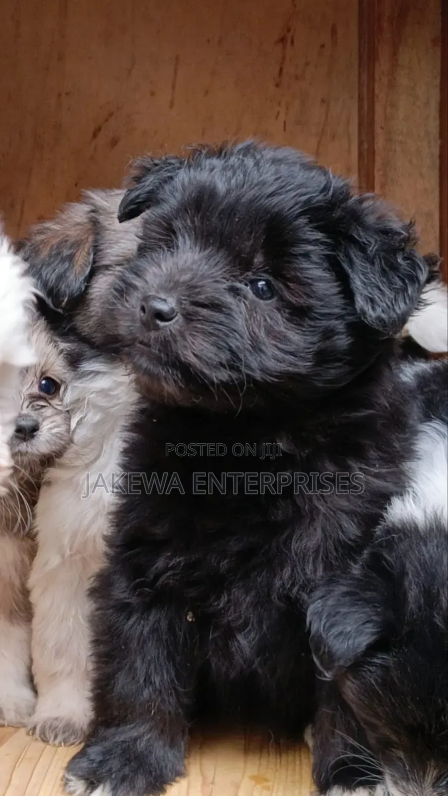 1-3 months Male Purebred Havanese
