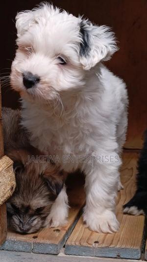 1-3 months Female Purebred Havanese - thumbnail 2