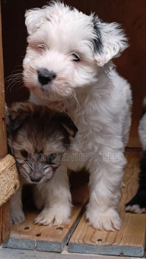 1-3 months Male Purebred Havanese - main view