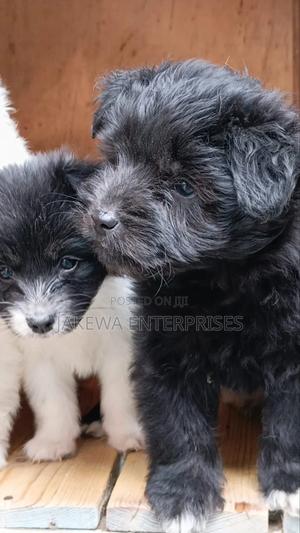 1-3 months Male Purebred Havanese - thumbnail 2