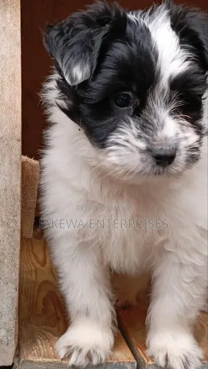 1-3 months Male Purebred Havanese