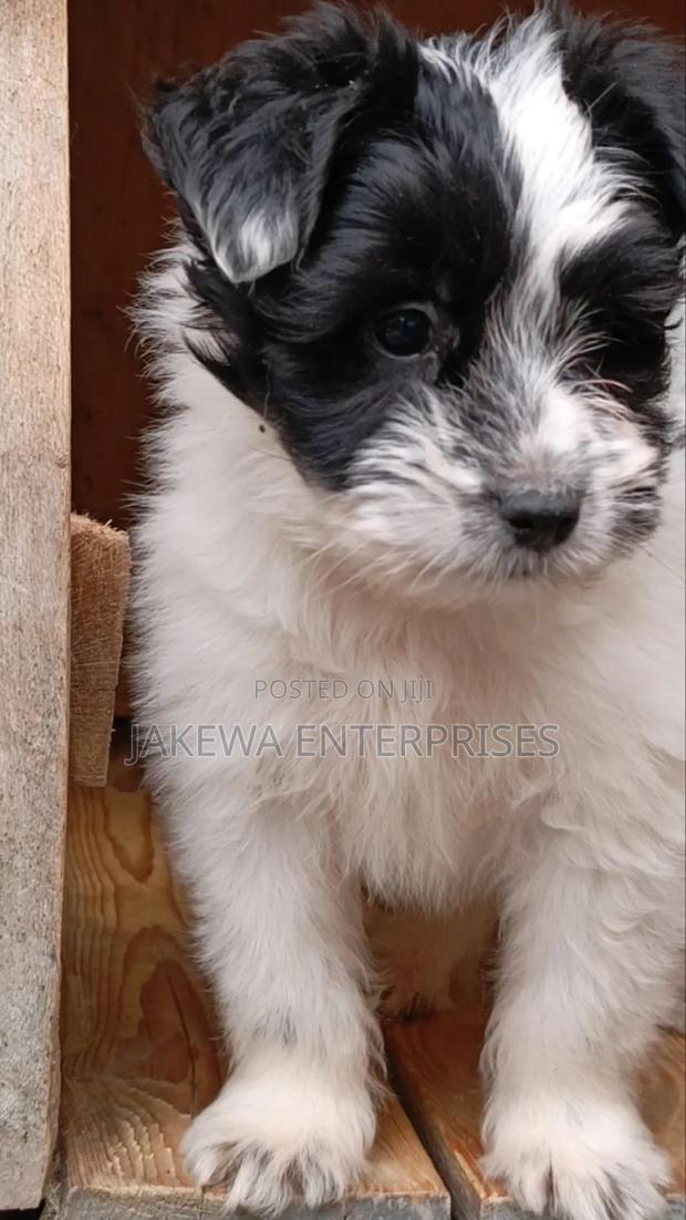 1-3 months Male Purebred Havanese - main view