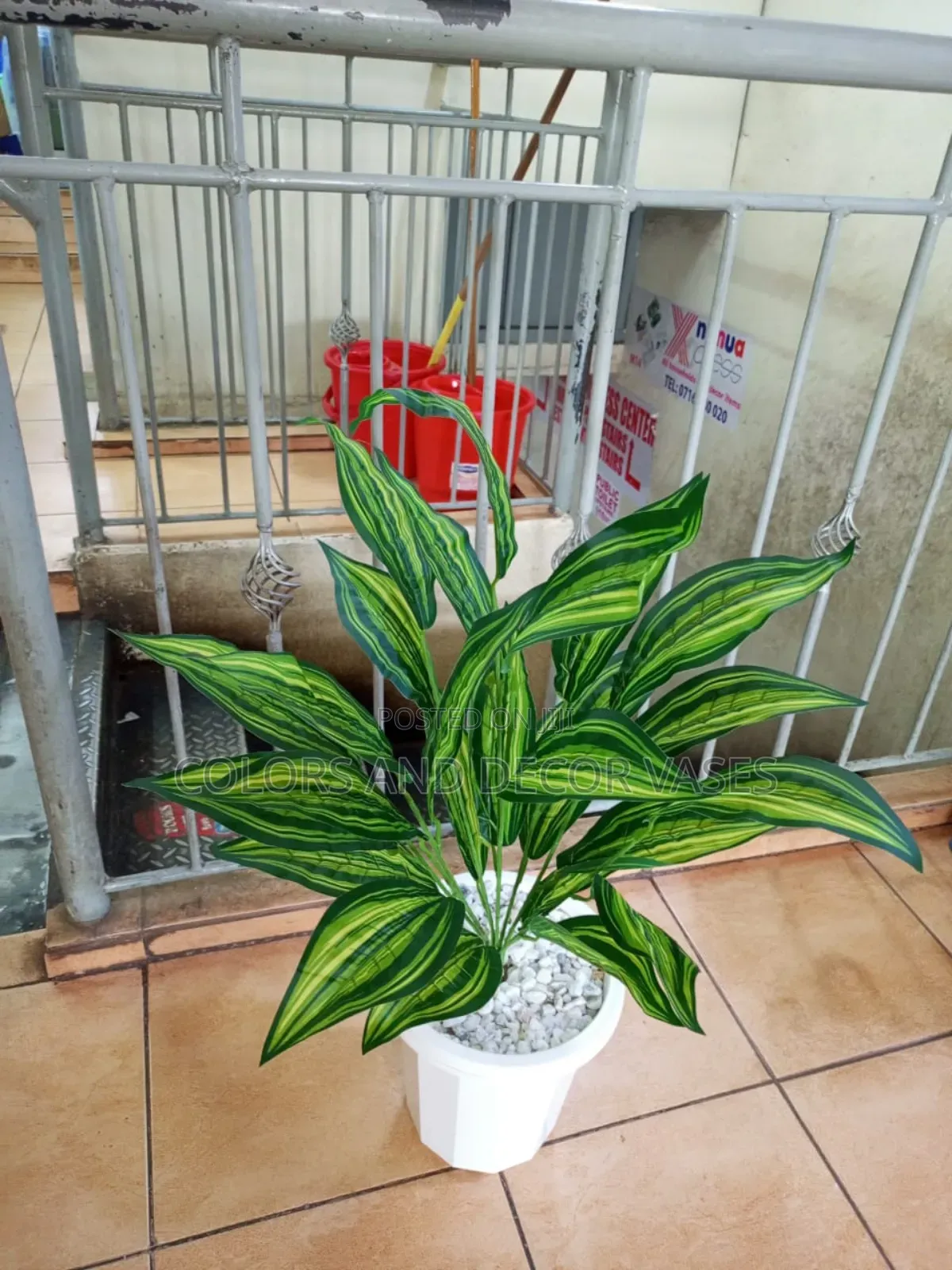 Spider Plant and Vase Plus Stones