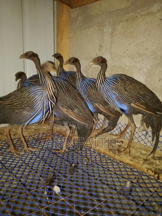 Vulturine Guinea Fowls - thumbnail 2
