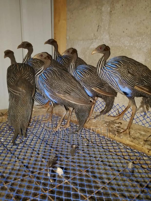 Vulturine Guinea Fowls - thumbnail 3