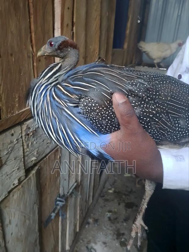 Vulturine Guinea Fowls