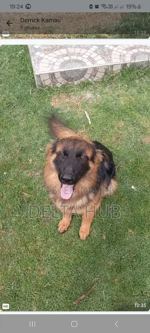 1+ year Female Purebred German Shepherd
