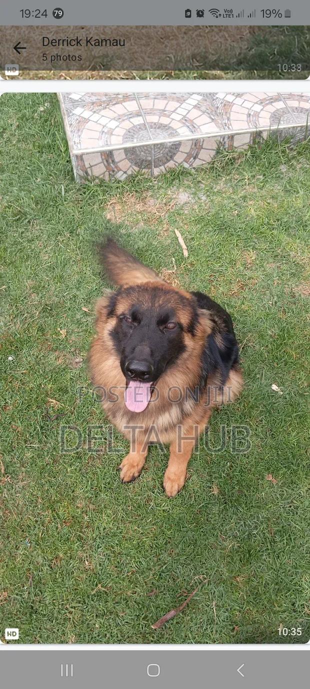 1+ year Female Purebred German Shepherd - thumbnail 2