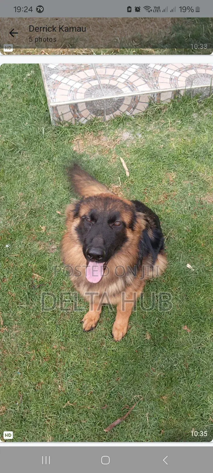 1+ year Female Purebred German Shepherd
