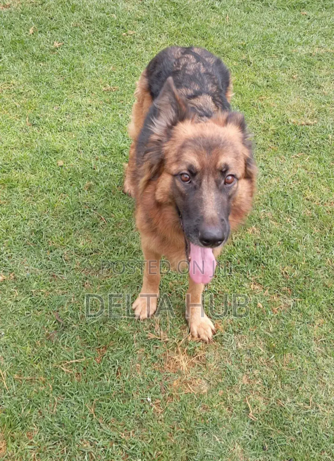 1+ year Female Purebred German Shepherd