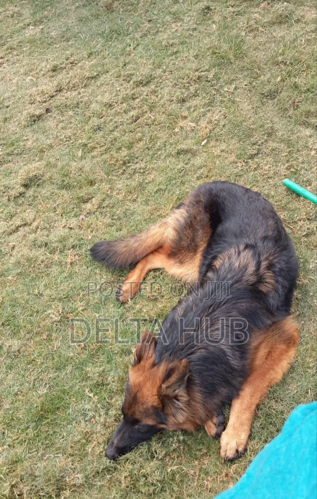 6-12 months Male Purebred German Shepherd