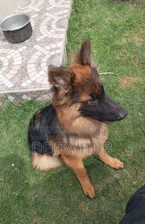 6-12 months Male Purebred German Shepherd