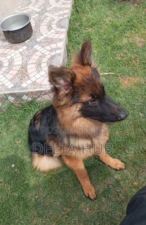 6-12 months Male Purebred German Shepherd - thumbnail 2