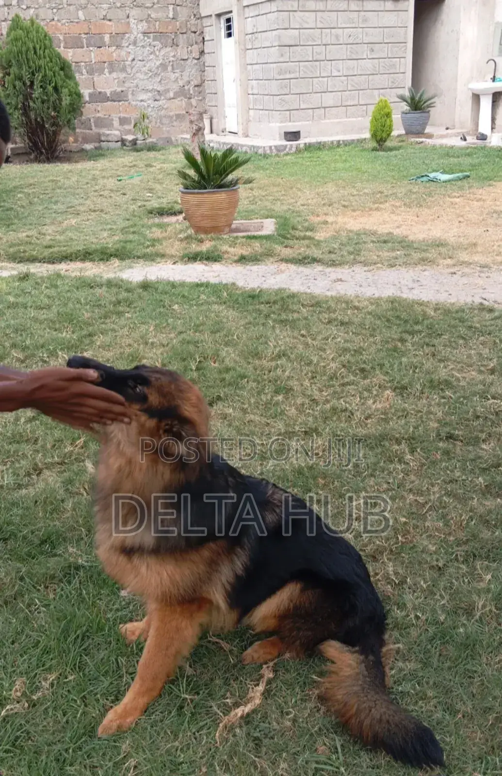 6-12 months Male Purebred German Shepherd