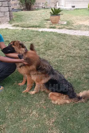 6-12 months Male Purebred German Shepherd