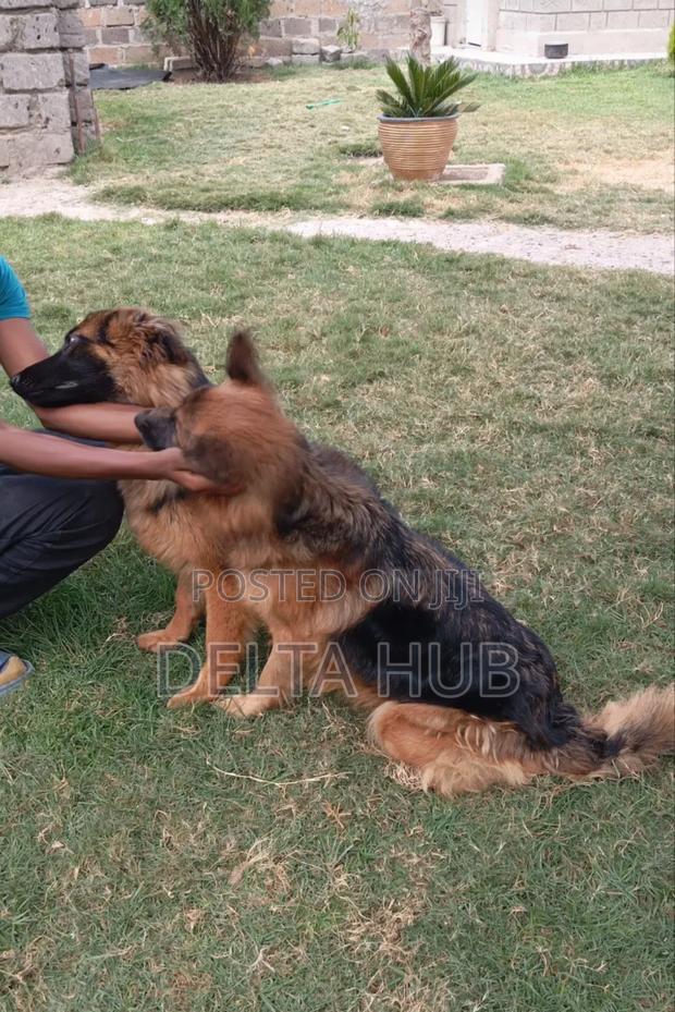 6-12 months Male Purebred German Shepherd - thumbnail 4