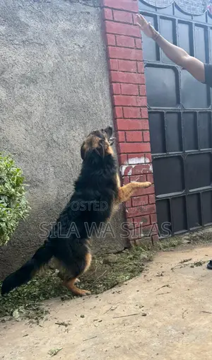 6-12 months Male Purebred German Shepherd