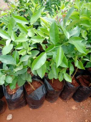 Maya Lemon Seedlings - main view