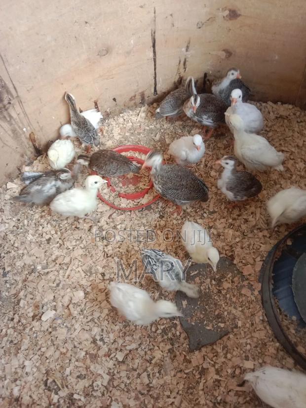 Guinea Fowls - thumbnail 3