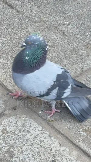 Beautiful Birds