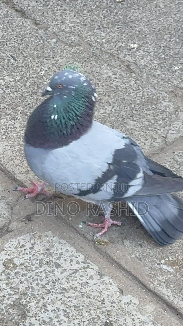 Beautiful Birds - thumbnail 6