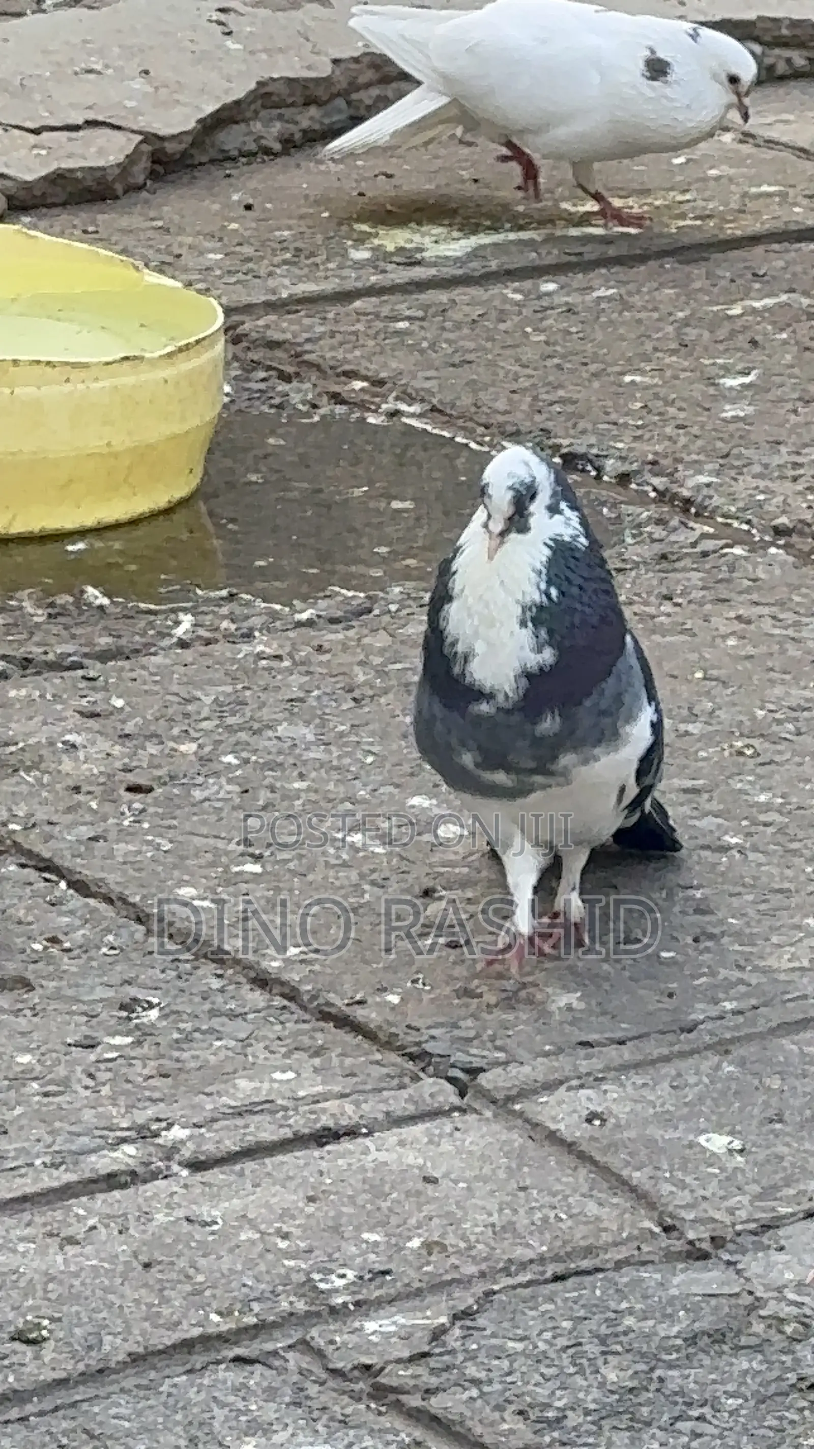 Beautiful Birds