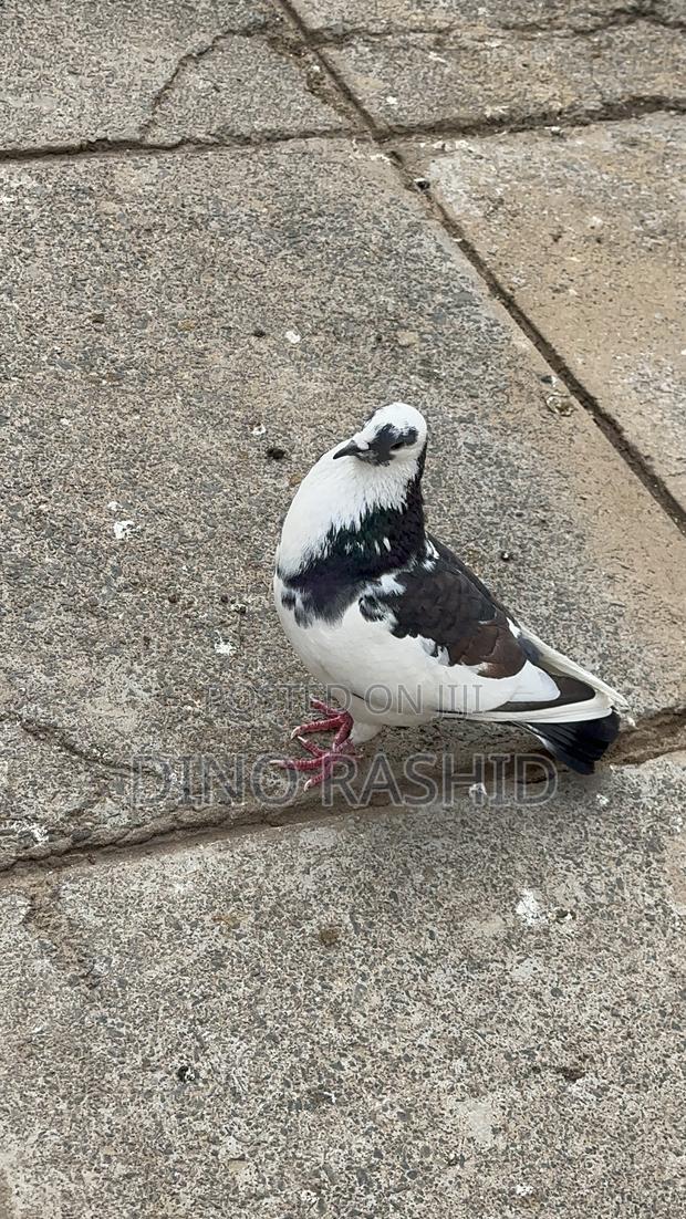 Beautiful Birds - thumbnail 5