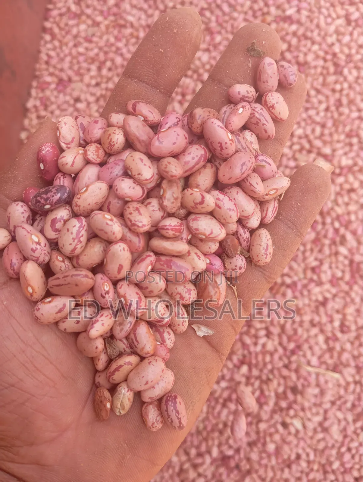 Rose Beans