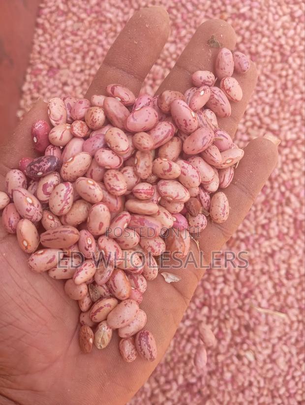 Rose Beans - thumbnail 2
