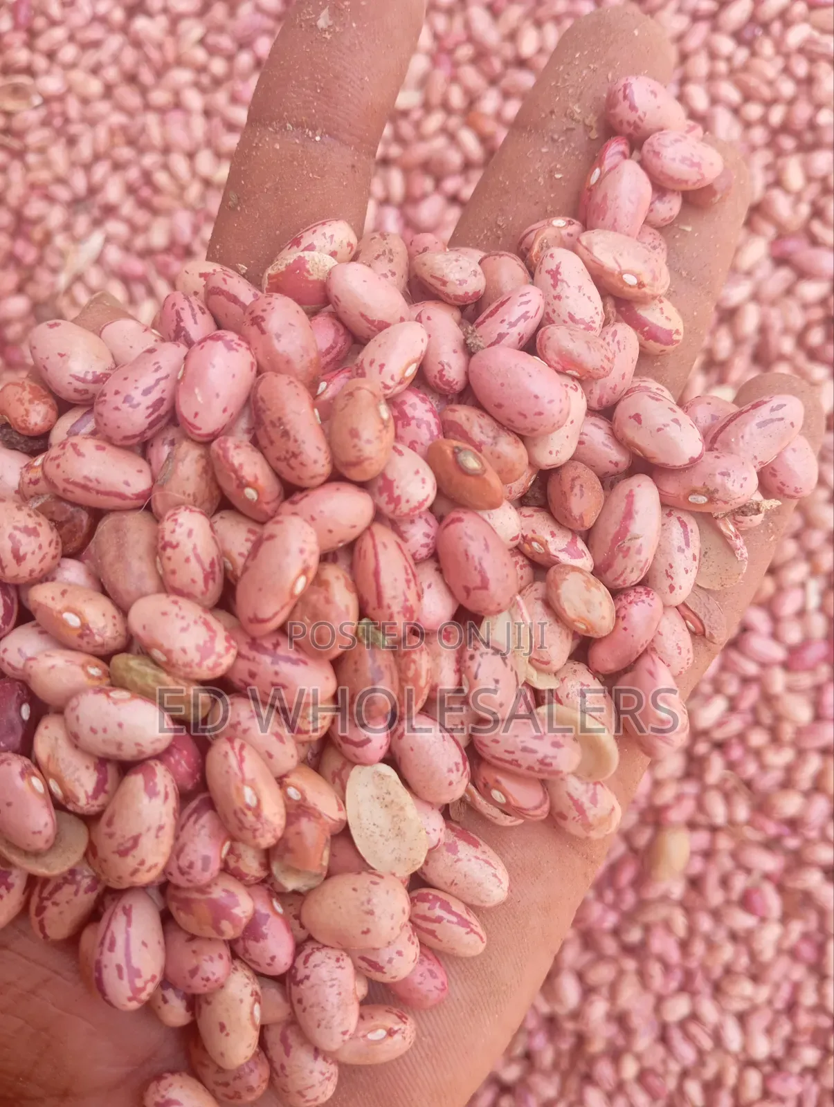 Rose Beans