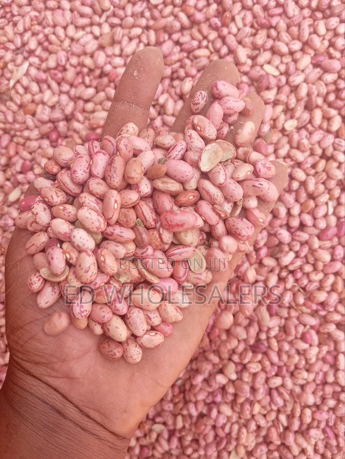 Rose Beans
